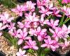 Show product details for Rhodohypoxis Orizuru